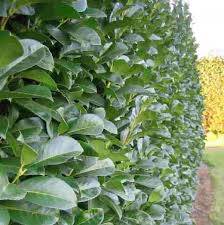 Kirschlorbeer Heckenpflanzen Kirschlorbeer Hecke Pflanzen Kirschlorbeer Hecke