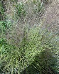 Image result for Sporobolus ioclados