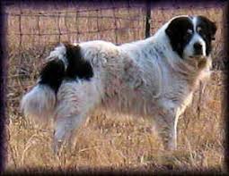 We have a litter that was born on november 8th. Bar 6 Diamond Ranch Black White Great Pyrenees Great Pyrenees Livestock Guardian Dog Big Dogs