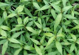 Khasiat daun sirsak untuk mengatasi hama wereng | baca 2 tips ini. Anjung Pandang Khasiat Pokok Daun Kesum