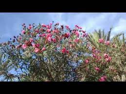 فضل قراءة سورة يس وفوائدها العشرة. Ø´Ø¬Ø±Ø© Ø§Ù„Ø¯ÙÙ„Ø© Ø§Ù„ÙÙˆØ§Ø¦Ø¯ ÙˆØ§Ù„Ø£Ø¶Ø±Ø§Ø± Youtube