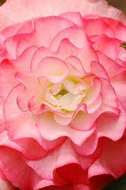 Begonia Flowers Amazing Flowers Pretty Flowers