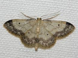 Image result for Idaea biselata