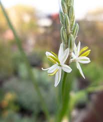 Image result for Trachyandra saltii