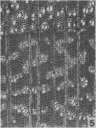 Image result for Rhaptopetalum roseum