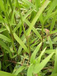 Image result for Paspalum conjugatum