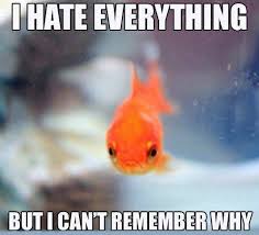 My Boggled Brain Funny Fishing Memes Bones Funny Fishing Memes