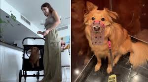 Image result for invalid dog wheelset