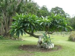 What A Huge And Beautiful Frangipani Tree Plumeria Tree Easy To Grow Bulbs Shade Garden Plants