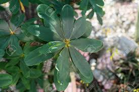 Image result for Oeceoclades decaryana