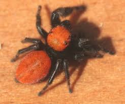 Eric was first sentenced to prison after mugging and nearly killing an elderly woman but, as a minor, he was out in. Jumping Spider Bugwoodwiki