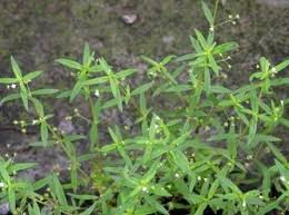 Meskipun begitu, ternyata rumput grinting sangat bermanfaat untuk melindungi erosi pada tanah miring. The Pearl Grass For Health Steemit