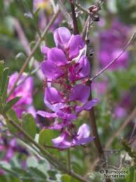 Thunberg lespedeza, thunberg bush clover, desmodium penduliflorum. Lespedeza Thunbergii From Burncoose Nurseries