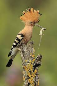 Bird With Feathers On Top Of Head Looks Like Feathers On Top Of Its Head Animals Beautiful Birds Pet Birds