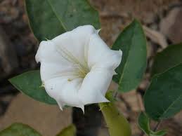 Image result for Datura inoxia