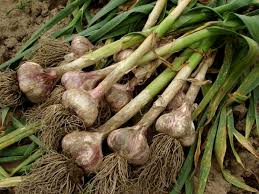 There's nothing you need to do to grow garlic scapes other than to plant garlic. How To Grow Garlic Kids Do Gardening