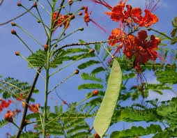 Image result for Dissotis peregrina