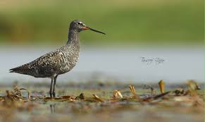 Https Flic Kr P Ufmrxu Spotted Redshank Breeding Plumage Spotted Redshank Head Maralla Punjab Pakistan Canon Eos 7d Mark Ii Canon Ef 400mm F 5 6 L Kus