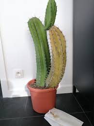 … once the stem becomes squishy, however, the cactus. Help My Cactus Is Dying And We Don T Know What To Do Can Anyone Tell Me Why He S Losing Sap Cactusenthusiasts