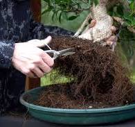 DIY: Ficus Bonsai - Bonsai Empire
