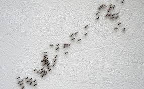 common household ants