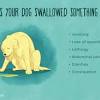 Eating foreign objects often causes only minor problems in and for puppies able to crunch up the object, pieces of wood or bone prove hazardous. 1