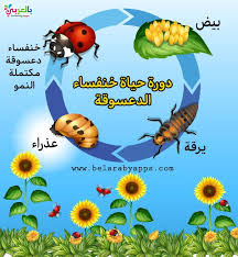 رسم دورة حياة الحيوانات للاطفال مراحل نمو الحيوان بالصور بالعربي نتعلم 99c Animals