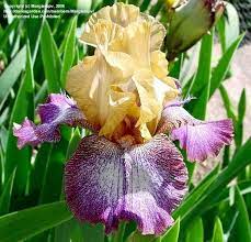 Plantfiles Picture 3 Of Tall Bearded Iris Egyptian Iris Bearded Iris Iris Fairy Garden