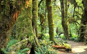 The 2021 guide to state park camping reservations in all 50 states. 12 Top Rated Campgrounds In Olympic National Park Planetware