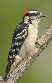 Bird With Red Dot On Back Of Head Downy Woodpecker Attracting Birds Birds And Blooms Downy Woodpecker Backyard Birds Woodpecker