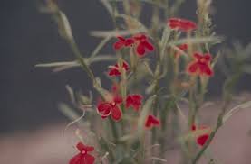 Image result for Striga asiatica