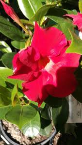 Image result for dipladenie sanderi obrázek