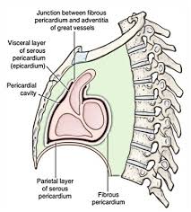 Image result for Pericardium