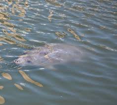 Sep 16, 2020 · where is the viewing center? The Manatee Viewing Center In Apollo Beach Florida Picture Of Tampa Electric S Manatee Viewing Center Apollo Beach Tripadvisor