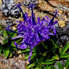 Image result for Phymaspermum