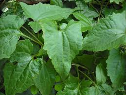 Image result for Mikania