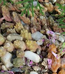 Image result for Huernia erectiloba