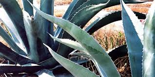 Image result for Agavaceae