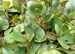 Image result for Olax obtusifolia