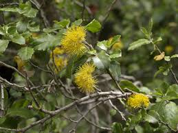 Image result for Salicaceae