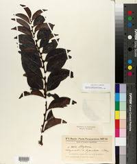 Image result for Maytenus chasei