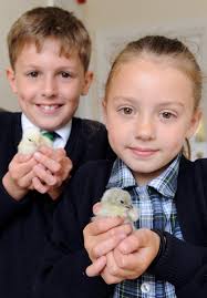 Chicks hatch at Prior Park Prep