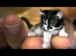 Worlds Smallest Cats World Record Breakers Note I Would Like To Separate These Pictures Some Look Photoshopped Tiny Cats Cute Animals Small Kittens