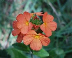 Image result for Crossandra greenstockii