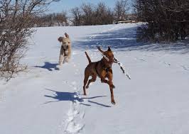 Puppies who do not get adequate socialization during this period tend to be fearful of unfamiliar people, or dogs, or sounds, objects and environments. Fear Periods Or Sensitive Periods For Puppies Zooka Goes Through One The Light Of Dog