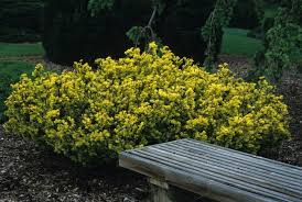 Image result for Aeollanthus repens