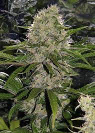 The critical mass of a fissionable material depends upon its nuclear properties. Critical Mass Mr Nice Strain Info Growdiaries