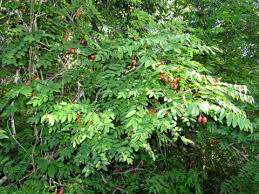 Image result for Rourea