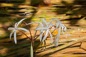 Image result for Crinum buphanoides