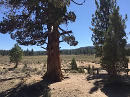 Holcomb Valley Campground Located In San Bernardino National Forest Close To Big Bear Lake Is Locate San Bernardino National Forest Park Ranger Big Bear Lake